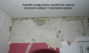 Grzyb w mieszkaniu: Wzór pisma do spółdzielni. Walcz o zdrowie!