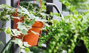 Wieloletnie pnącza na balkon: Zielona oaza i zimowanie w donicy