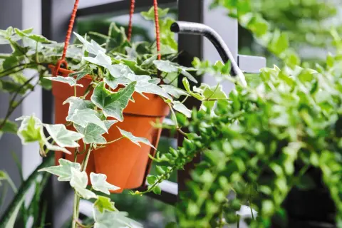 Wieloletnie pnącza na balkon: Zielona oaza i zimowanie w donicy