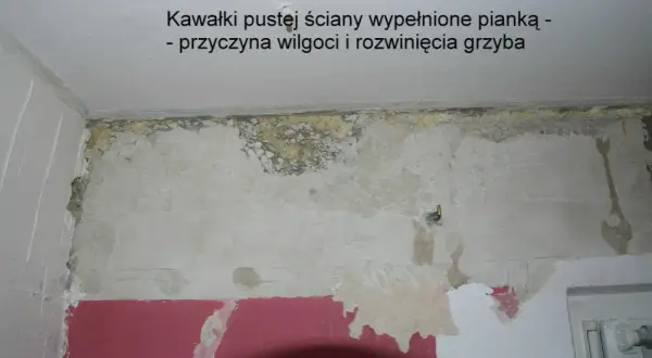 Grzyb w mieszkaniu: Wzór pisma do spółdzielni. Walcz o zdrowie!